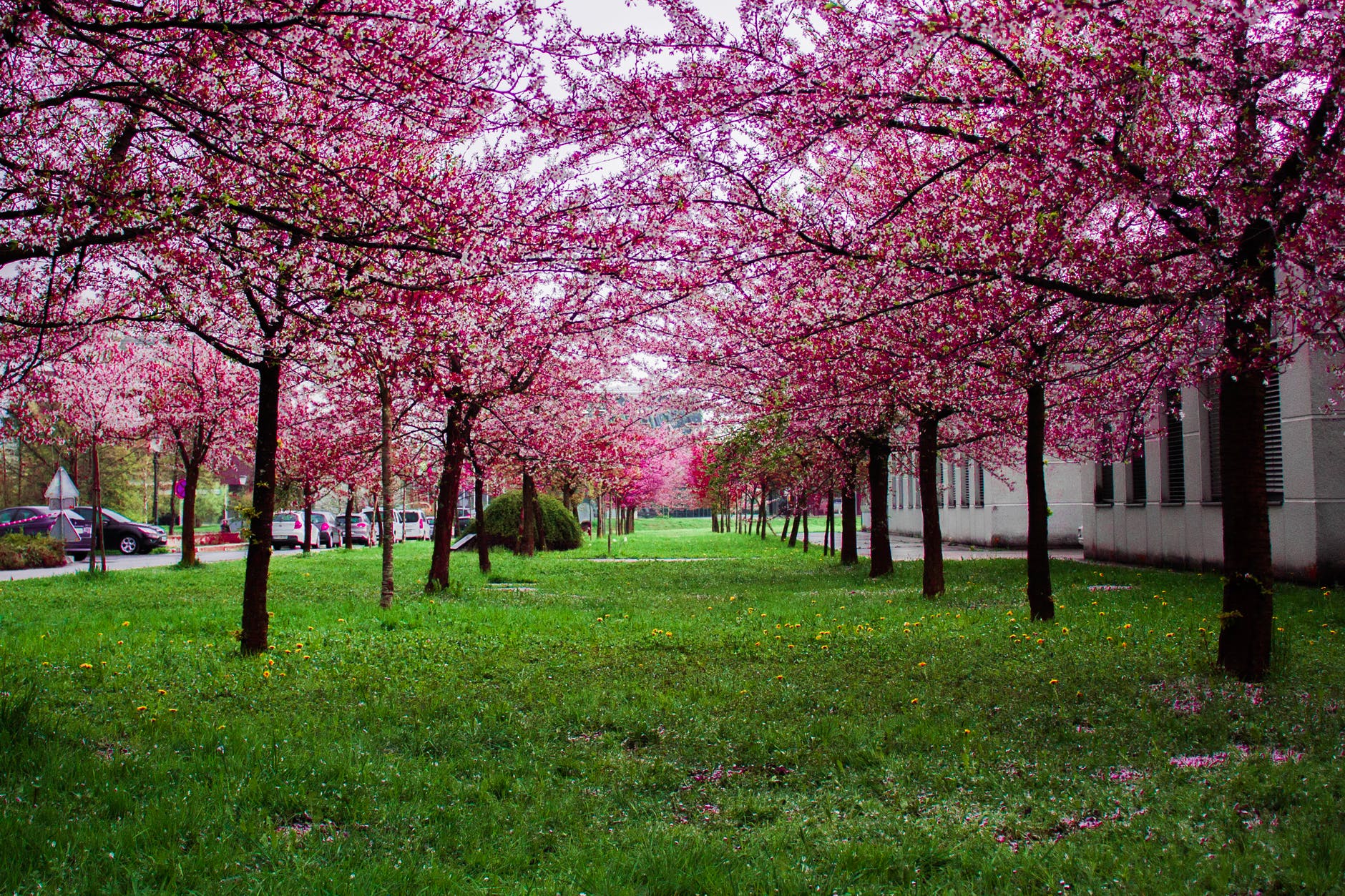 apple blossoms in spring